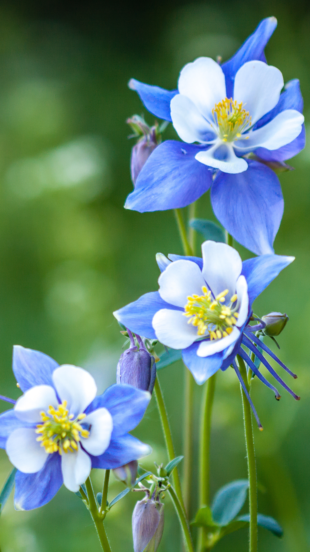 Colorado Wildflower Festival Events
